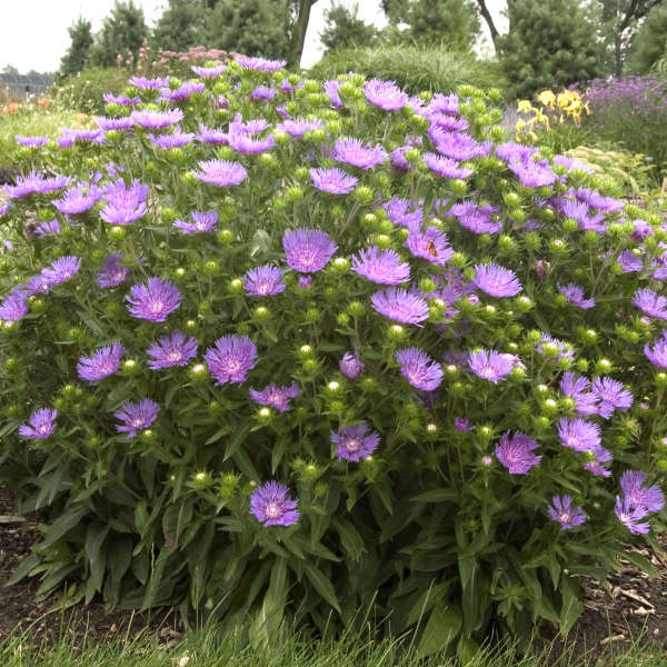 Stokesia 'Peachie's Pick'
