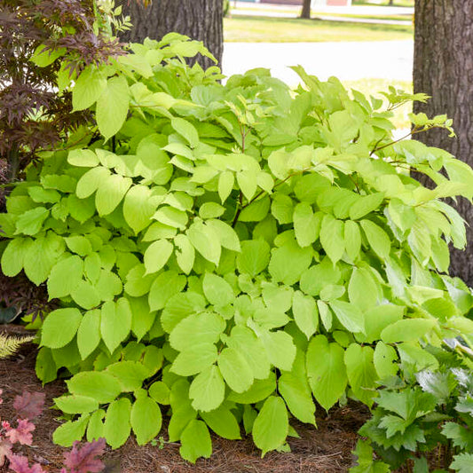 Aralia cordata 'Sun King' | Limited Release - Pickup Now