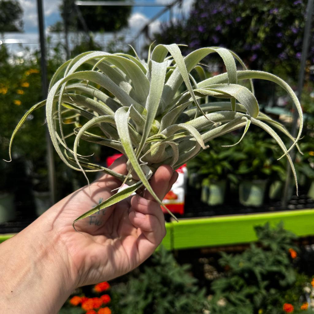 Tillandsia Cacticola