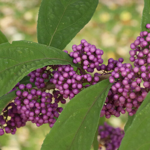 Bubble Up® Beautyberry