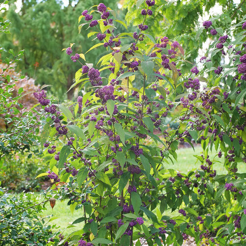 Bubble Up® Beautyberry