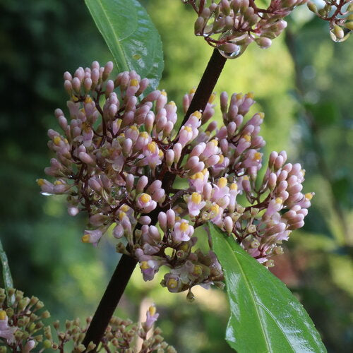 Bubble Up® Beautyberry
