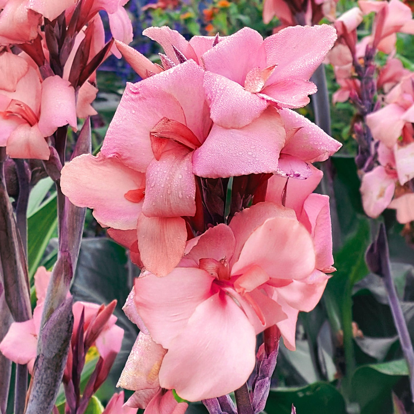 Cannova® 'Bronze Peach' ~ Trio of 3 Hefty Plants