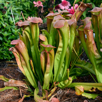 Sarracenia ‘Bug Bat’ | Limited Release for Pickup at The Ranch