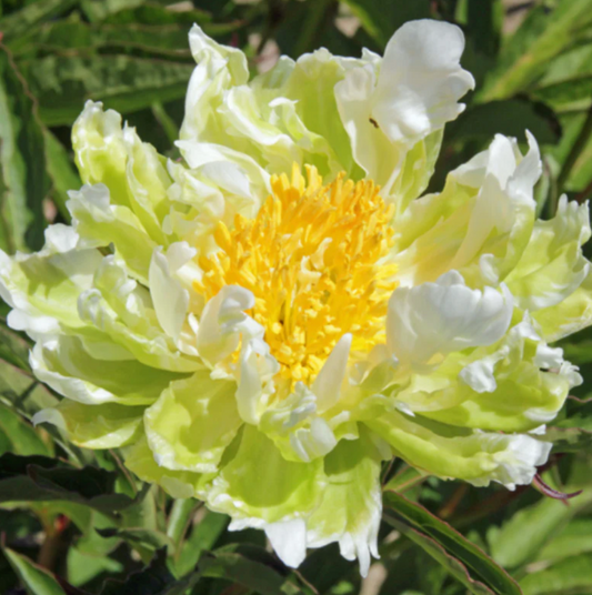 Preorder Peony 'Green Halo' | MARCH PICKUP ONLY!