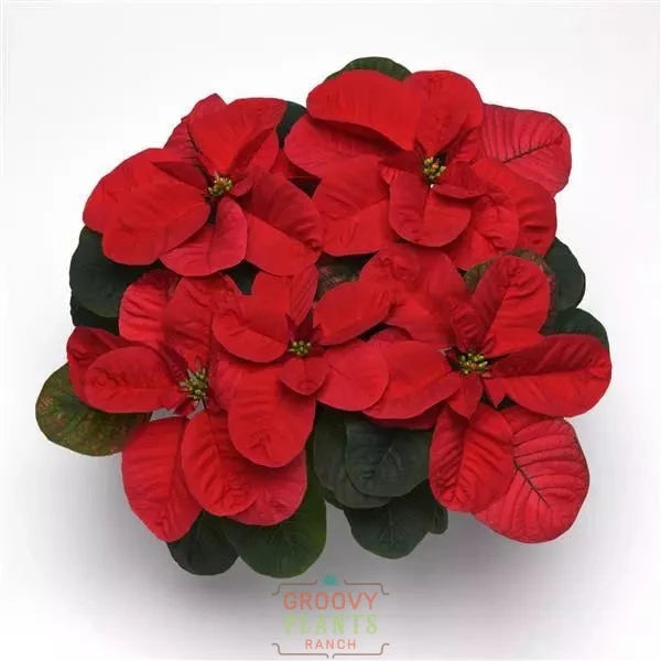 Poinsettia 'Mouse Ears' - PREORDER