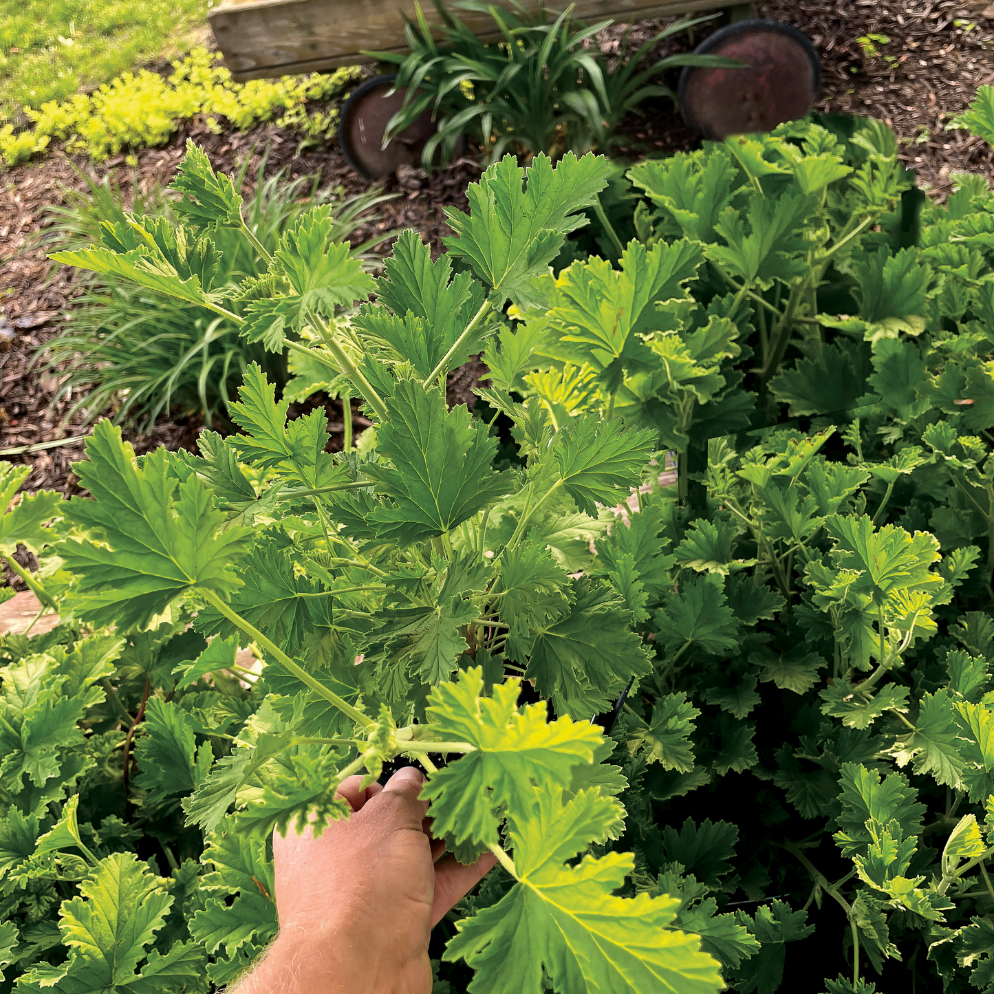 Citronella ~ Trio of 3 Hefty Plants