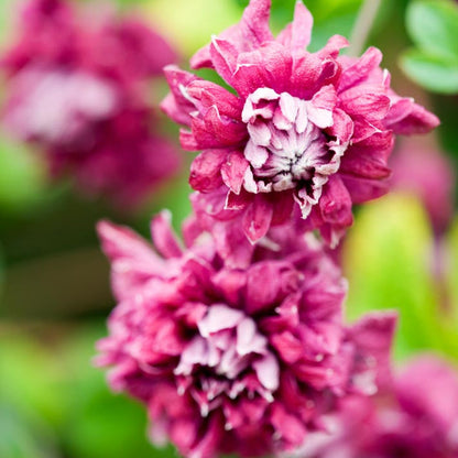 Preorder Clematis Purpurea Plena Elegans, Long Bloomer | APRIL PICKUP ONLY!