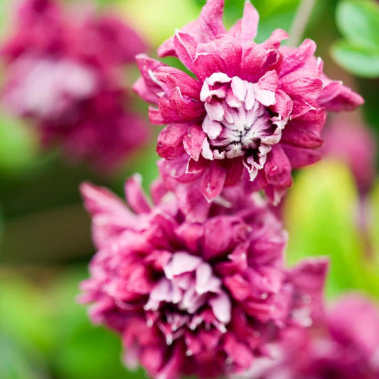 Preorder Clematis Purpurea Plena Elegans, Long Bloomer | APRIL PICKUP ONLY!