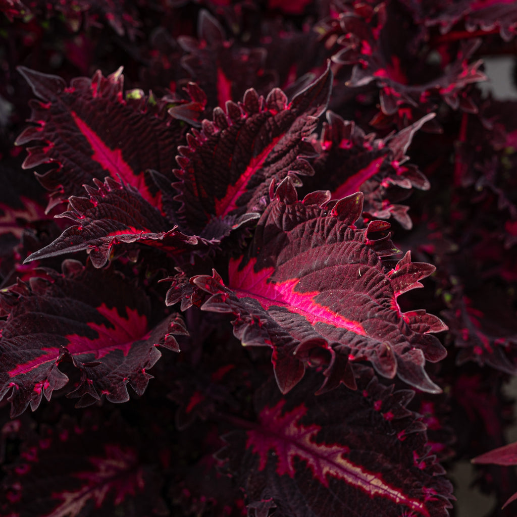 Coleus 'Pink Ribbons' ~ Trio of 3 Hefty Plants for Preorder