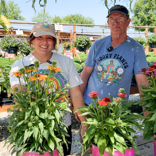 Echinacea SunMagic® Trio  | Limited Release - Pickup Now