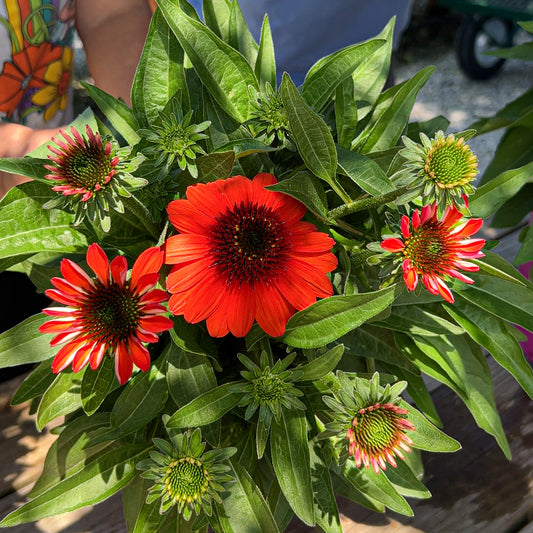 Echinacea SunMagic® Electric Orange Coneflower  | Limited Release - Pickup Now