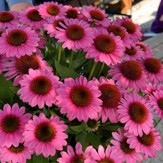 Echinacea SunMagic® Vintage Pink Coneflower  | Limited Release - Pickup Now