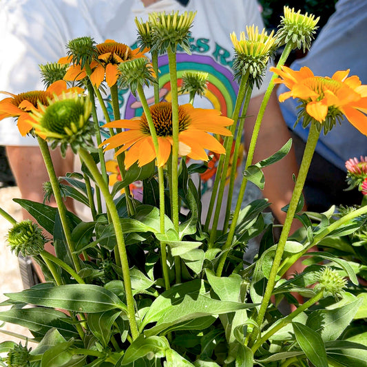 Echinacea SunMagic® Vintage Mango Coneflower  | Limited Release - Pickup Now