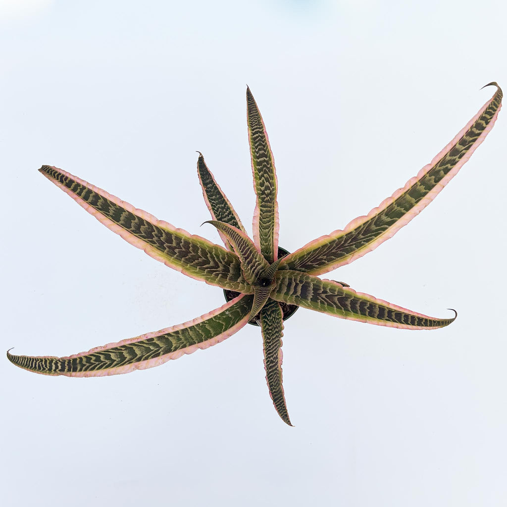Earth Star | Cryptanthus 'Elaine'