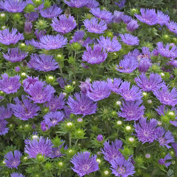 Stokesia 'Peachie's Pick'