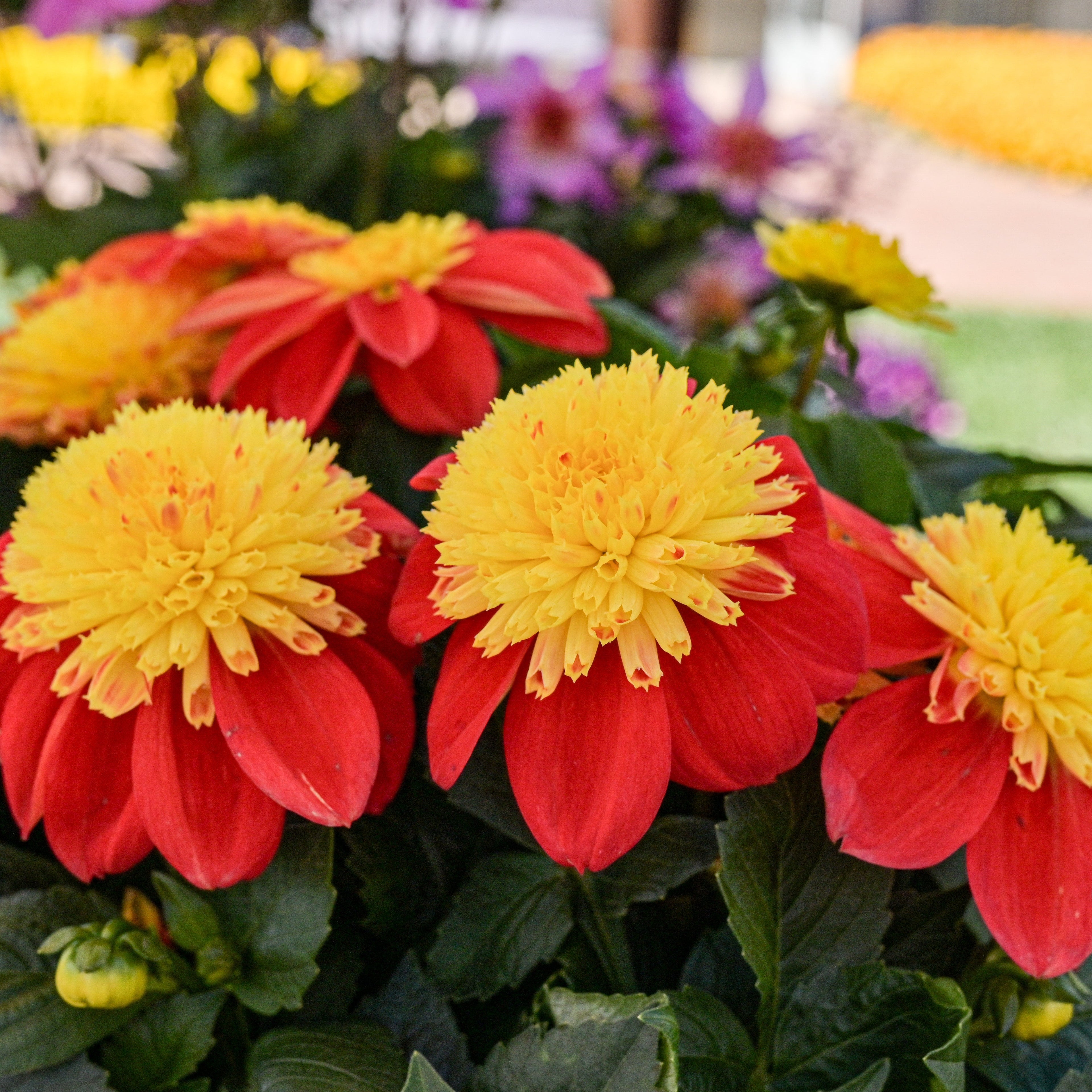 Dahlia 'Venti FireBurst' ~ Trio of 3 Hefty Plants for Preorder
