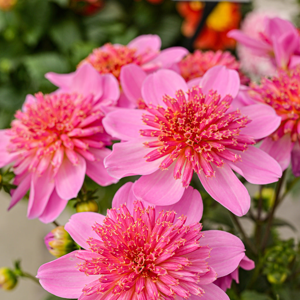 Dahlia 'Venti PinkBurst' ~ Trio of 3 Hefty Plants for Preorder