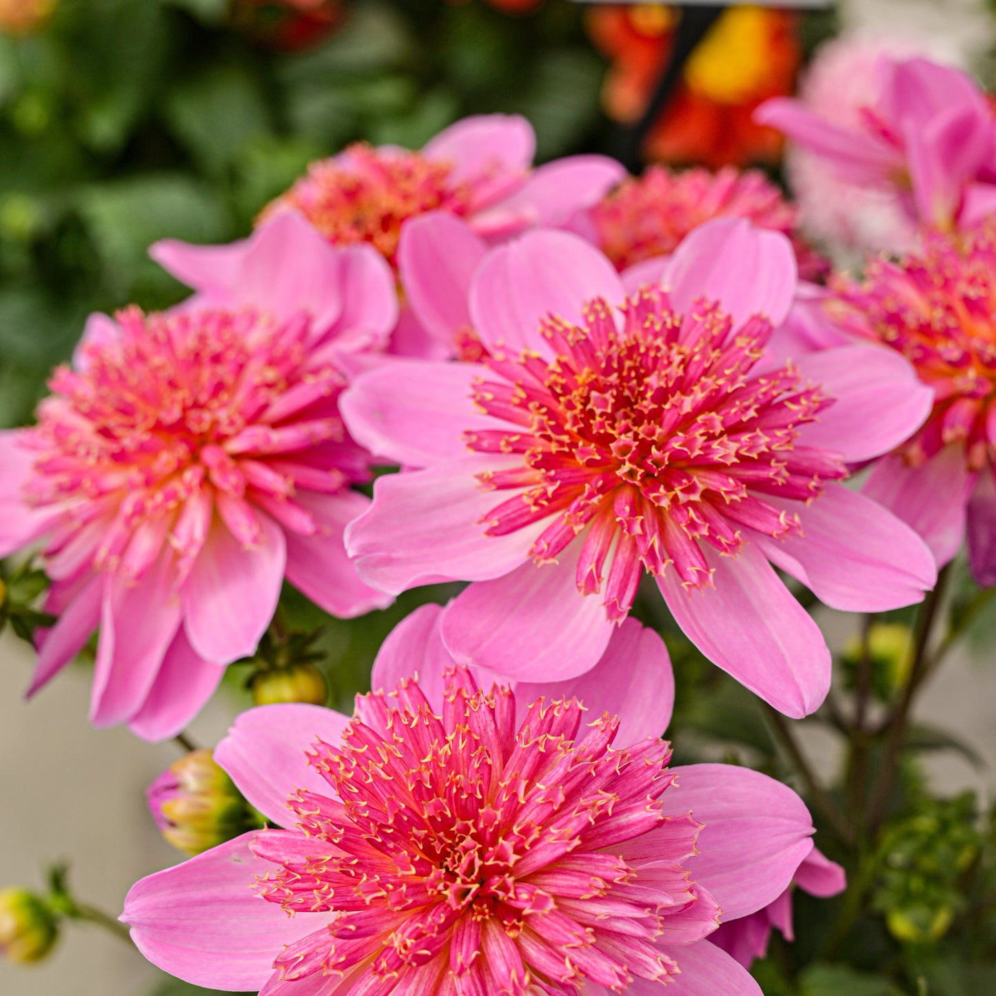 Dahlia 'Venti PinkBurst' ~ Dynamite Bundle of 8 Hefty Plants for Preorder
