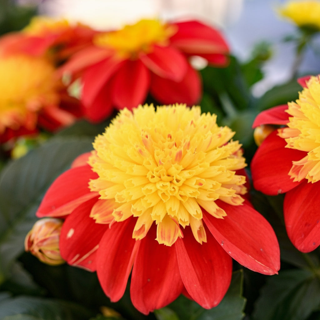 Dahlia 'Venti FireBurst' ~ Trio of 3 Hefty Plants for Preorder
