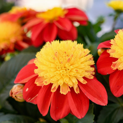 Dahlia 'Venti FireBurst' ~ Dynamite Bundle of 8 Hefty Plants for Preorder