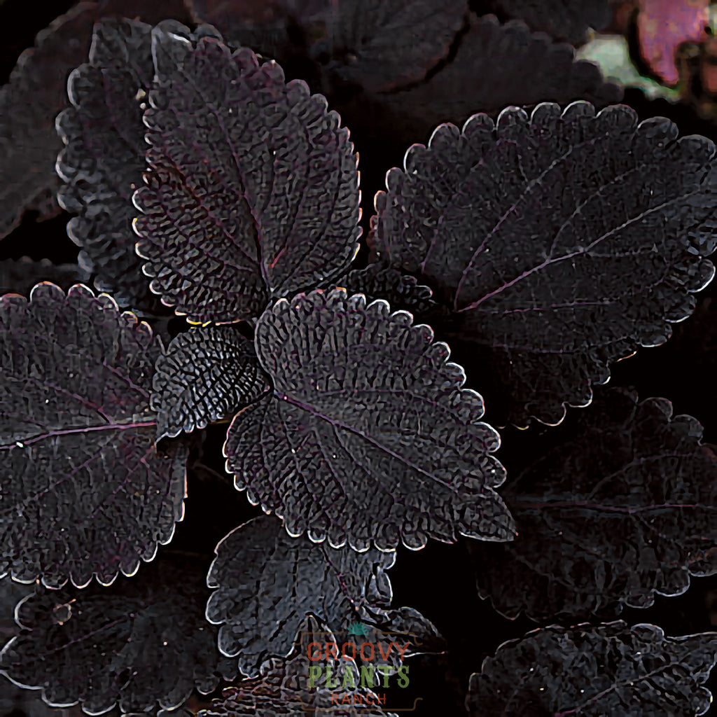 'Dark Star' Coleus ~ Trio of 3 Hefty Plants for Preorder