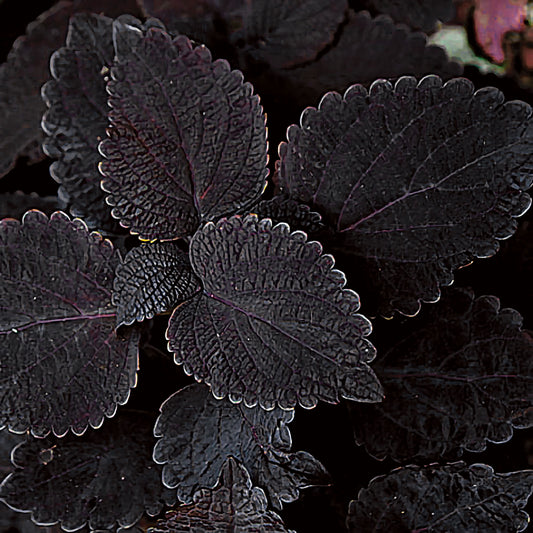 'Dark Star' Coleus ~ Trio of 3 Hefty Plants