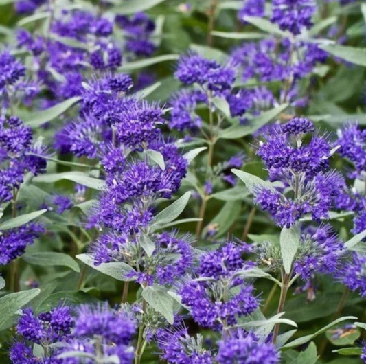 Caryopteris ‘Dark Knight’ – Bluebeard   | Limited Release - Pickup Now