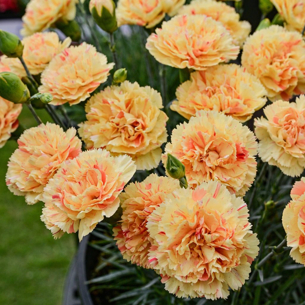 Scent-Sational Dianthus Collection