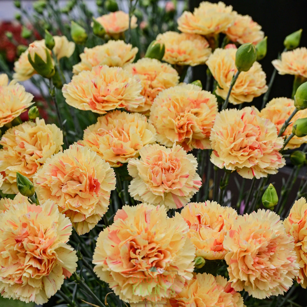 Dianthus Scent First® 'Lemon Sparkler' ~ Trio of 3 Hefty Plants for Preorder