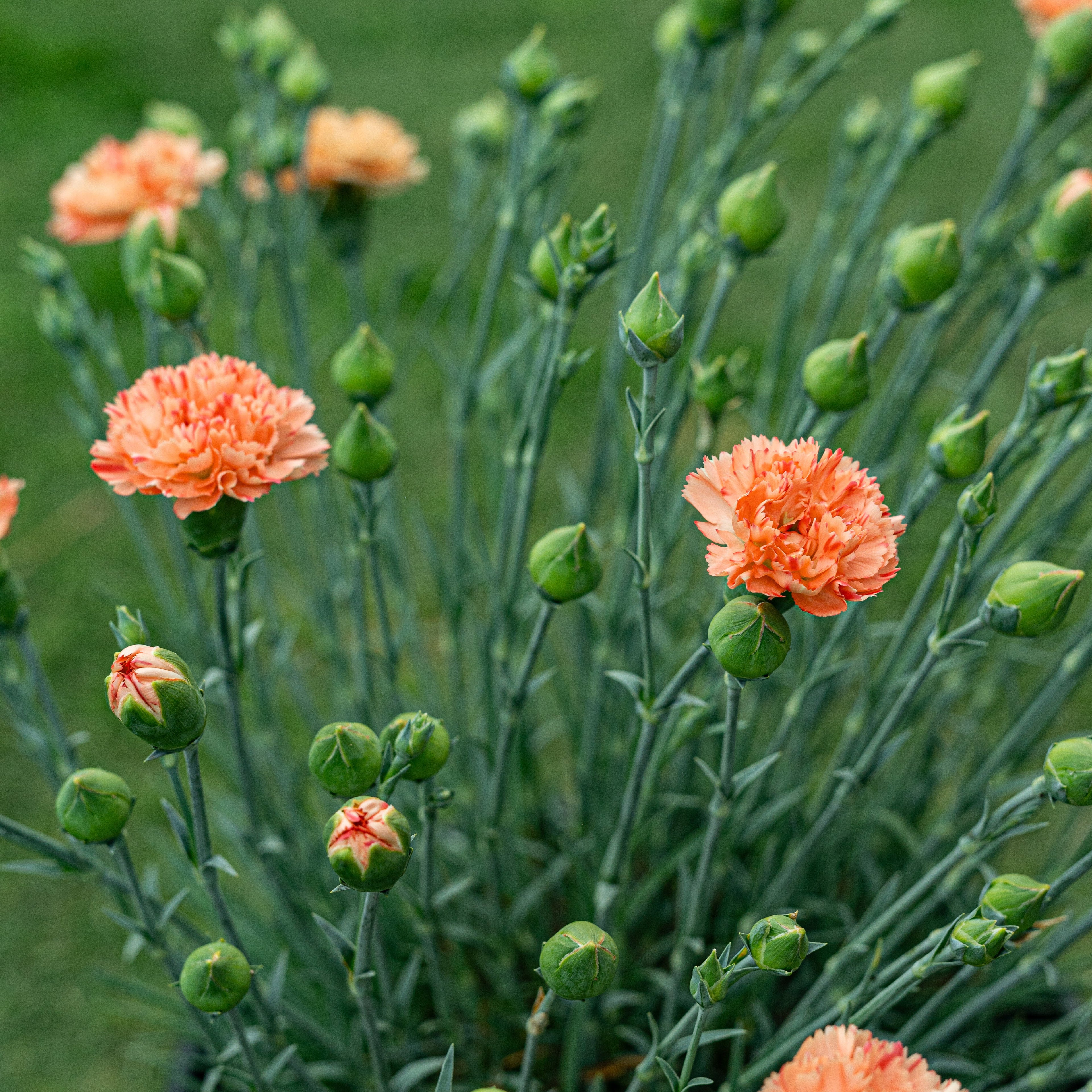 Fragrant Winter-Hardy Dianthus Collection ~ Scent-Sational Blooms of 9 Hefty Plants for Preorder