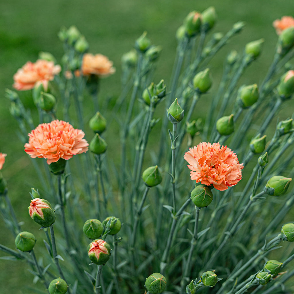 Dianthus Scent First® 'Orange Sparkler' ~ Trio of Hefty Plants for Preorder