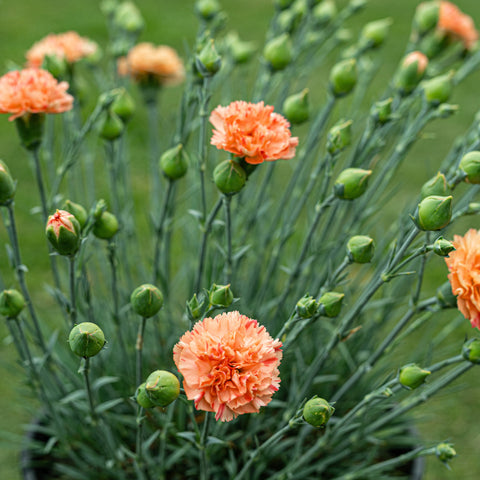 Dianthus Scent First® 'Orange Sparkler' ~ Trio of Hefty Plants for Preorder