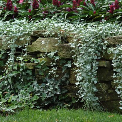 Dichondra 'Silver Falls' ~ Trio of 3 Hefty Plants