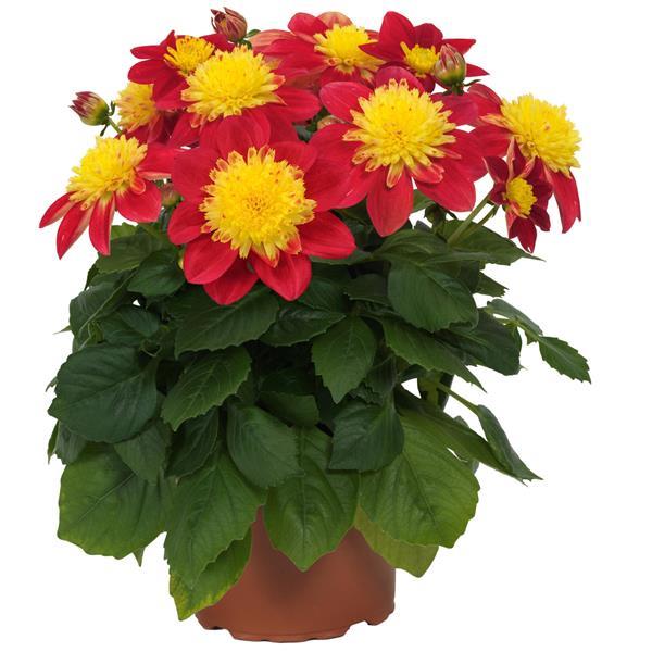 Dahlia 'Venti FireBurst' ~ Trio of 3 Hefty Plants for Preorder