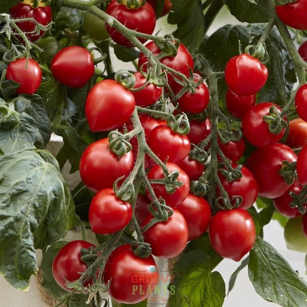 Heartbreaker Tomato Hanging Baskets | By Now Pickup 6/23-6/29
