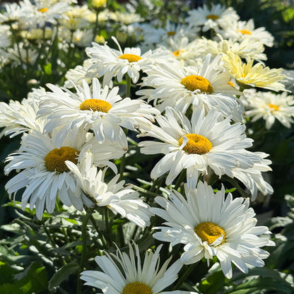 'Banana Cream II' Shasta Daisy - Leucanthemum superbum | Limited Release