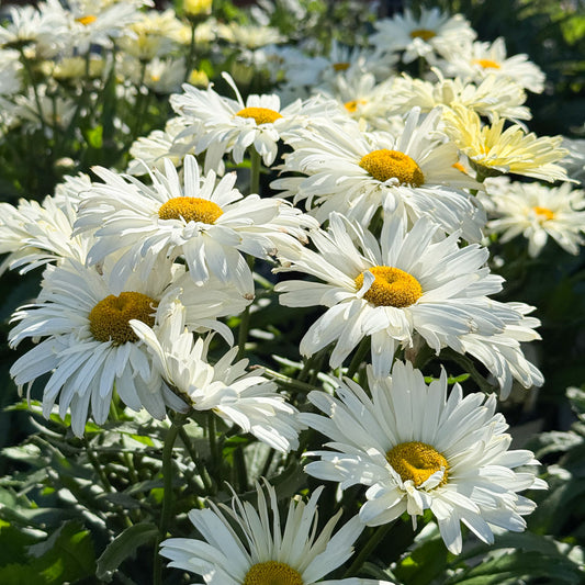 'Banana Cream II' Shasta Daisy - Leucanthemum superbum | Limited Release
