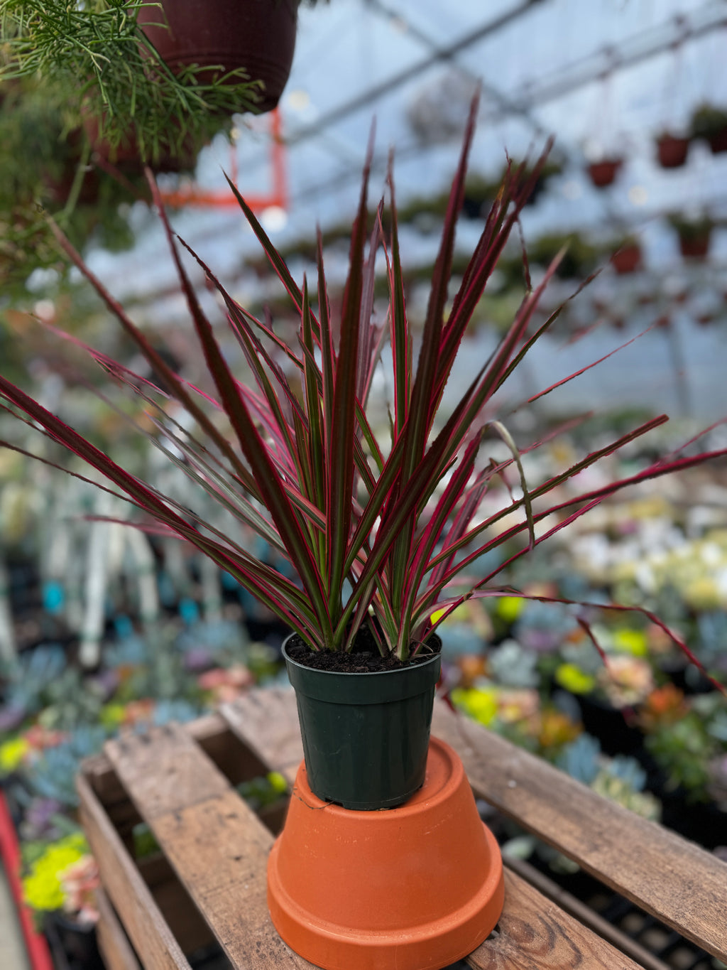 Pink Dragon Tree | Dracaena 'Colorama'