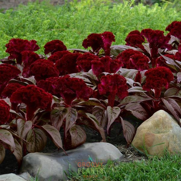 🧛‍♀️ Celosia ‘Dracula’ | Order Now for Pickup Now at the Ranch!