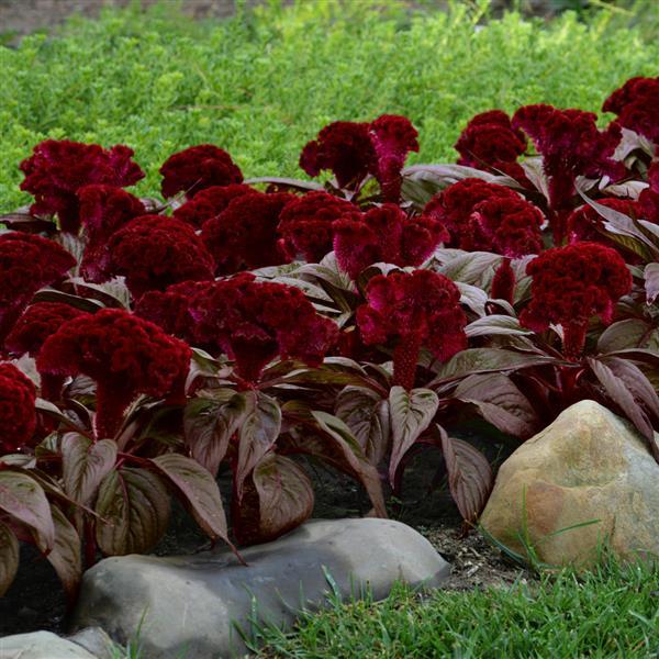 🧛‍♀️ Celosia ‘Dracula’ | Order Now for Pickup Now at the Ranch!