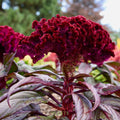🧛‍♀️ Celosia ‘Dracula’ | Order Now for Pickup Now at the Ranch!