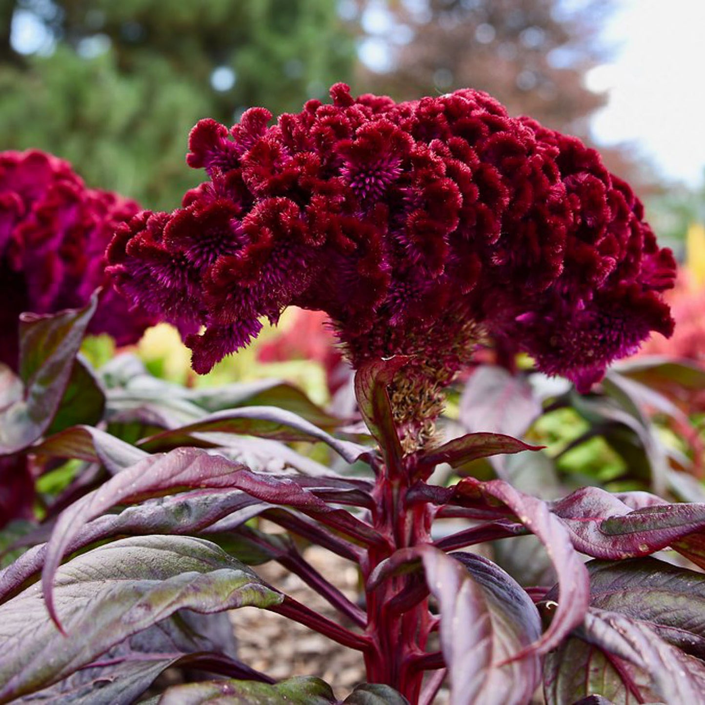 🧛‍♀️ Celosia ‘Dracula’ | Order Now for Pickup Now at the Ranch!