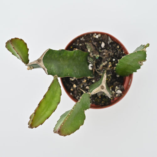 Dragon Fruit Cactus | Selenicereus undatus