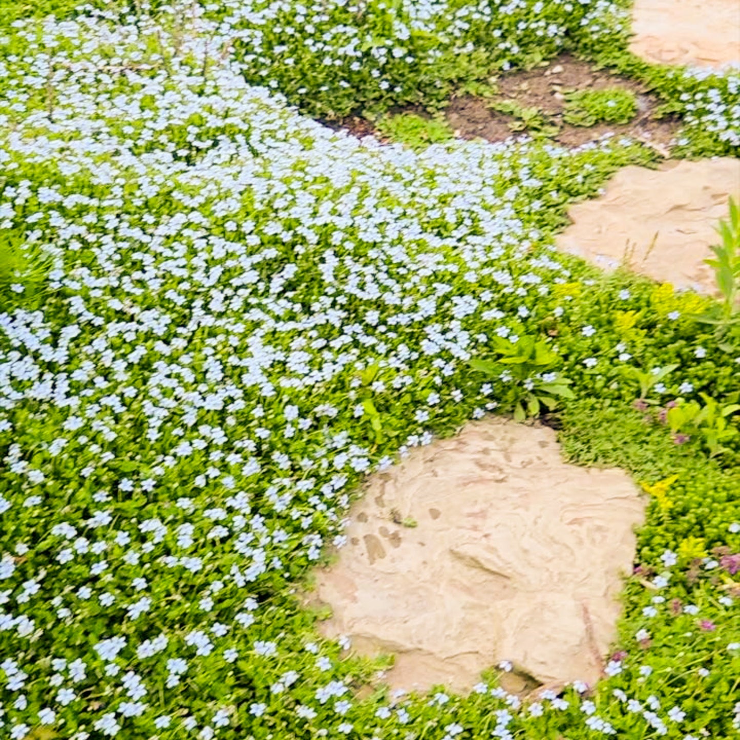 Blue Star Creeper (Isotoma fluviatilis) ~ Trio of 3 Hefty Plants