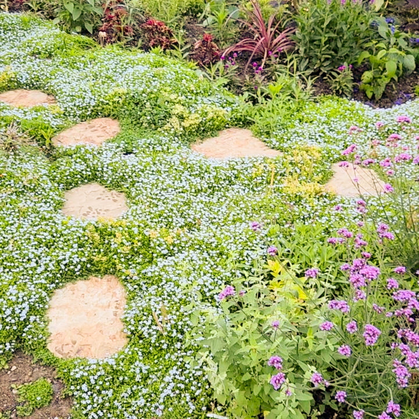 Blue Star Creeper (Isotoma fluviatilis) ~ Trio of 3 Hefty Plants