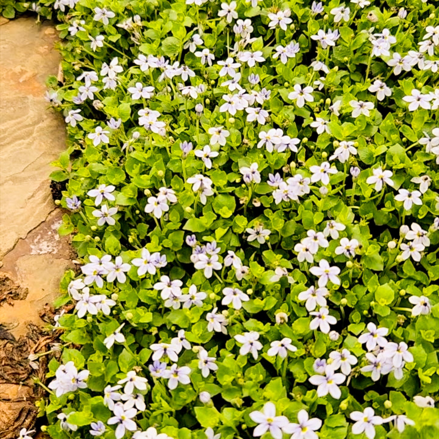 Blue Star Creeper (Isotoma fluviatilis) ~ Trio of 3 Hefty Plants