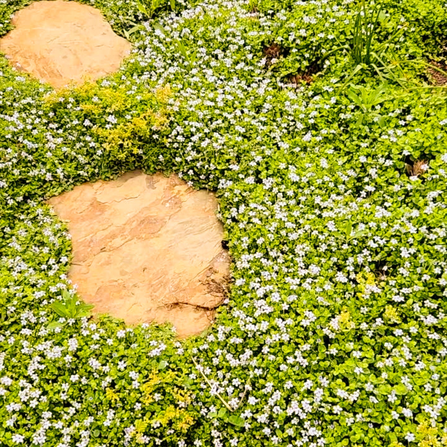 Blue Star Creeper (Isotoma fluviatilis) ~ Trio of 3 Hefty Plants