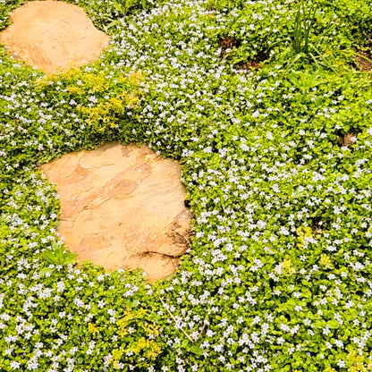 Blue Star Creeper (Isotoma fluviatilis) ~ Trio of 3 Hefty Plants