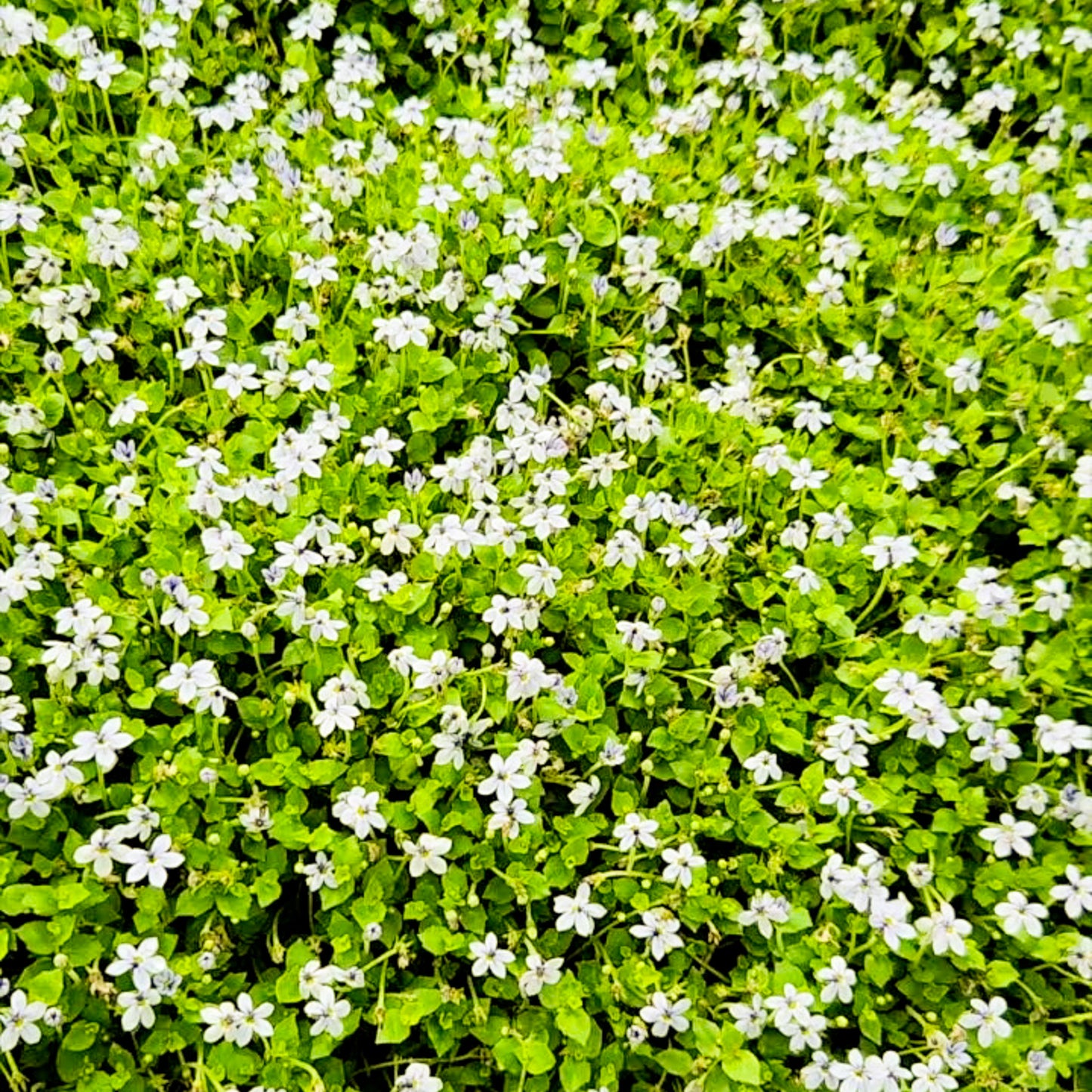Blue Star Creeper (Isotoma fluviatilis) ~ Trio of 3 Hefty Plants